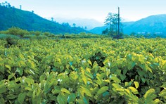 サントリーの極の青汁には野菜ポリフェノールの一種であるケルセチンが配合されています